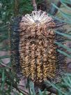 Banksia cunninghamii