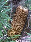 Banksia cunninghamii