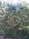 Banksia cunninghamii