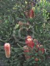 Banksia ericifolia White Candles