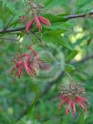 Grevillea epicroca