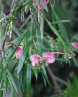 Grevillea Lillian