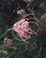 Grevillea semperflorens