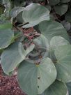 Bauhinia roxburghiana