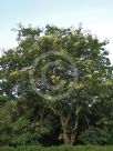 Bauhinia roxburghiana