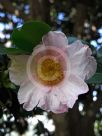 Camellia sasanqua Shell Pink