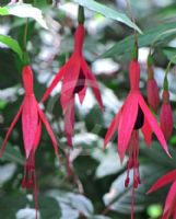 Fuchsia magellanica Gracilis