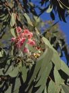 Eucalyptus sideroxylon Rosea