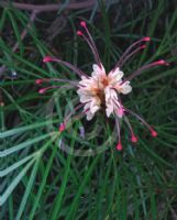 Grevillea Bulli Princess