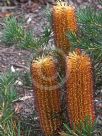 Banksia spinulosa spinulosa Cherry Candles