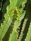 Euphorbia ingens