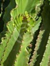 Euphorbia ingens