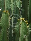 Euphorbia ingens