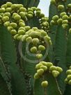 Euphorbia ingens