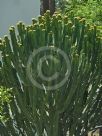 Euphorbia ingens