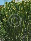 Euphorbia ingens