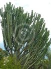 Euphorbia ingens