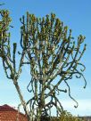 Euphorbia ingens