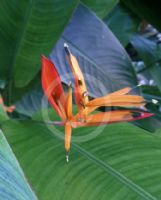 Heliconia psittacorum Kathy