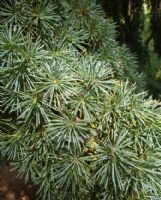 Cedrus atlantica Glauca Pendula