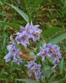 Solanum crispum Glasnevin