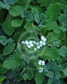 Arabis caucasica Snowcap