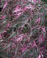 Acer palmatum Hana-matoi