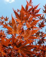 Acer palmatum Nuresagi