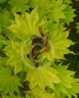 Acer shirasawanum Aureum