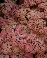 Achillea Apricot Delight