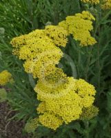 Achillea Credo