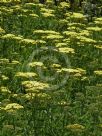 Achillea Credo