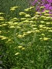 Achillea Credo