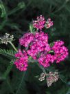 Achillea millefolium Cerise Queen