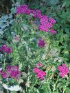 Achillea millefolium Cerise Queen