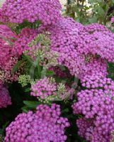 Achillea millefolium Dark Lilac Beauty