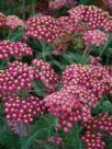 Achillea Paprika