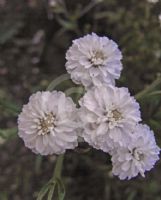 Achillea ptarmica (The Pearl Group) The Pearl