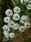 Achillea ptarmica (The Pearl Group) The Pearl