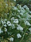 Achillea ptarmica (The Pearl Group) The Pearl