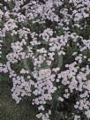 Achillea ptarmica (The Pearl Group) The Pearl