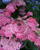 Achillea millefolium Rose Madder