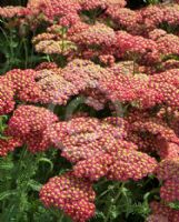 Achillea Walther Funcke