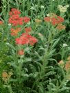 Achillea Walther Funcke