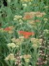 Achillea Walther Funcke