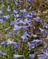 Agapanthus Streamline