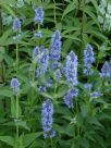 Agastache Blue Fortune