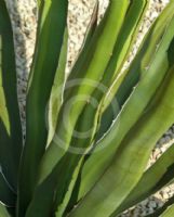 Agave difformis