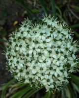 Allium nigrum