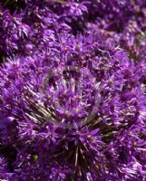 Allium hollandicum Purple Sensation